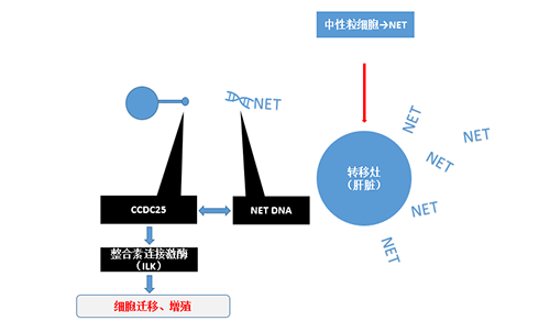 除了单纯的捕获，NET DNA与CCDC-25的结合还加强了癌细胞的侵袭行为，推进了癌症的肝转移。
