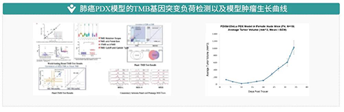19866cc8-2613-4f2e-990a-cce699b1c711 肺癌PDX模型的TMB基因突变负荷检测以及模型肿瘤成长曲线