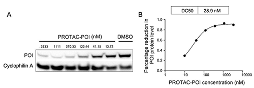 b2e6bb1b-bed3-4328-ac52-be821bee198e Fig. 2 Western Blot Images showing POI degradation by PROTAC-POI