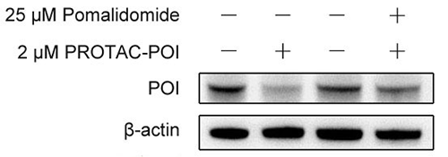 e5de115c-cbb5-418c-b75a-da1c90b59883 Fig. 2 Western Blot Images showing POI degradation by PROTAC-POI