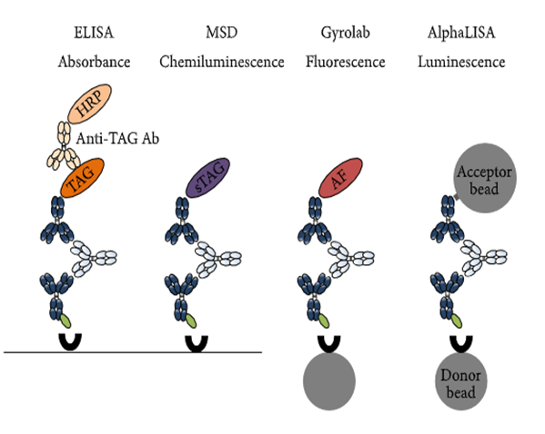 6008集团免疫原性研究四大平台