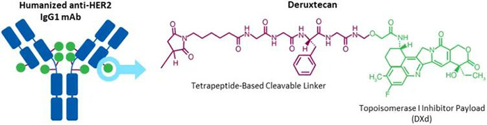 Trastuzumab-deruxtecan-(DS-8201)-结构.jpg Trastuzumab-deruxtecan-(DS-8201)-结构.jpg