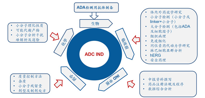 ADC药物研发过程.jpg ADC药物研发过程.jpg