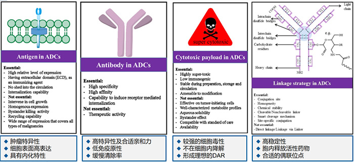 ADC药物各组分成药性的重要思考重点.jpg ADC药物各组分成药性的重要思考重点.jpg