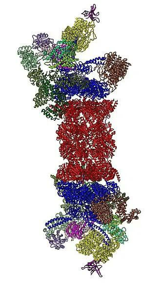26S蛋白酶体结构(起源:Wikipedia).jpg 26S蛋白酶体结构(起源:Wikipedia).jpg
