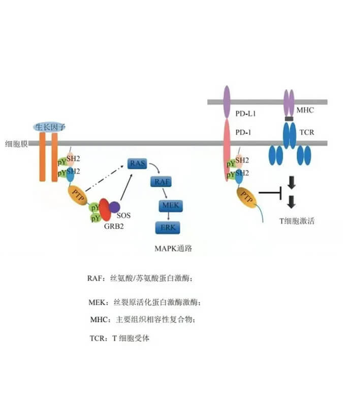 6008集团助力凌达生物SHP2变构抑制剂RG001片获批临床.jpg