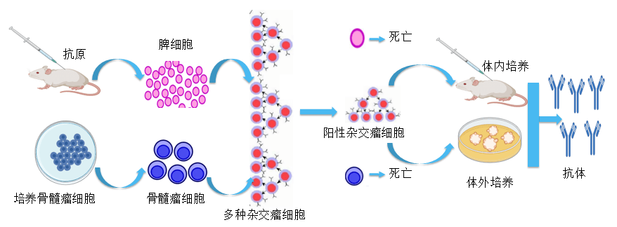 6008集团抗体开发平台.png 6008集团抗体开发平台.png
