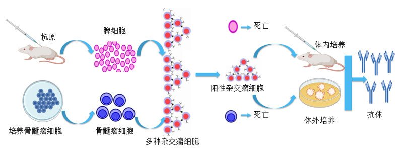 杂交瘤技术.jpg 杂交瘤技术.jpg