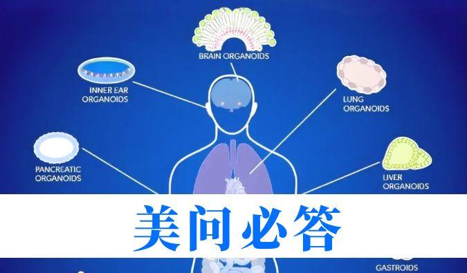 684a4126f035c 美问必答